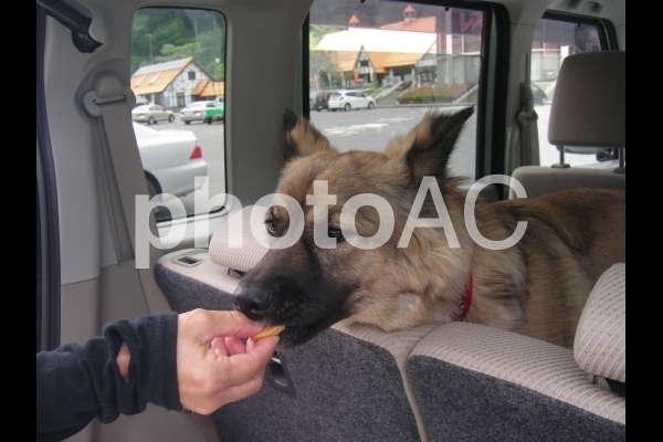 おやつをもらう犬.jpg