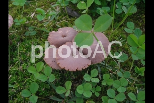 きのことクローバー.jpg