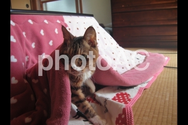 こたつから出た猫 横向き.jpg