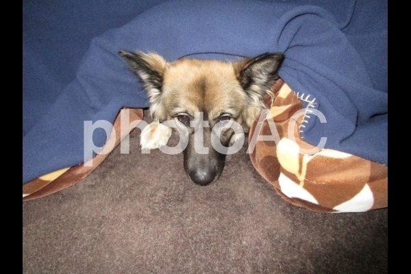 こたつで寛ぐ犬.jpg