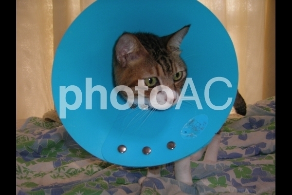 エリザベスカラーを付けた猫.jpg