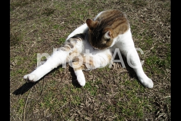 ストレッチする猫.jpg