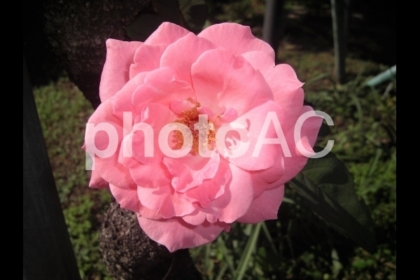 ピンクの薔薇.jpg