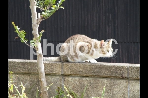 塀の上の猫.jpg