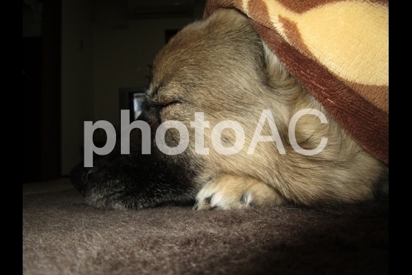 寝る犬.jpg