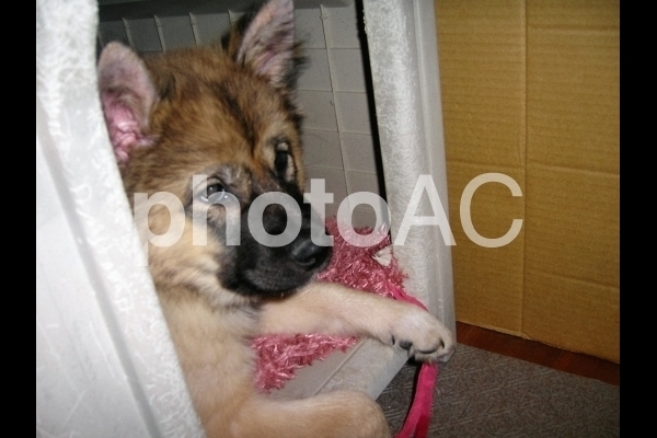 小屋に入る子犬.jpg