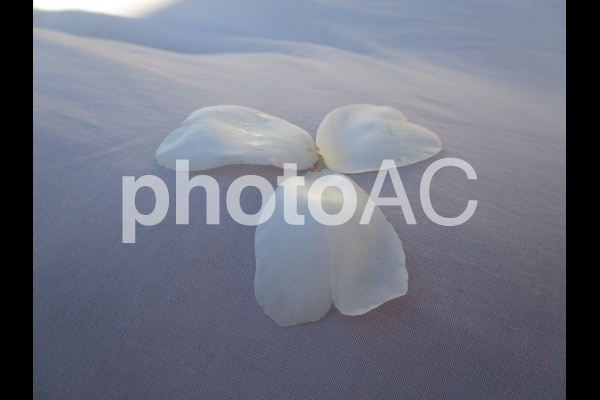 山茶花の花びら.jpg