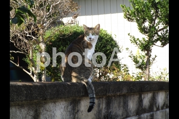 振り向く猫.jpg