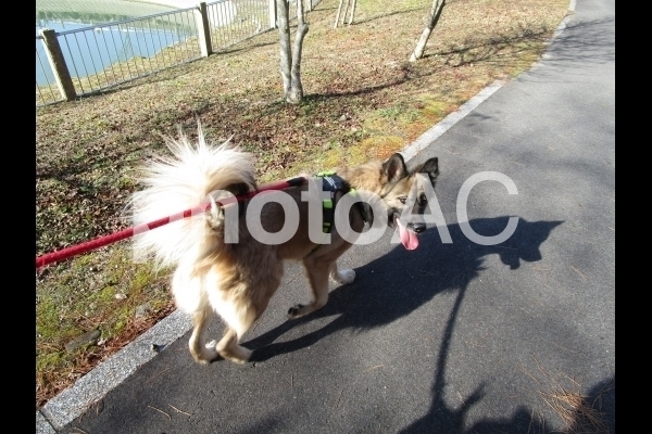 散歩中の愛犬.jpg