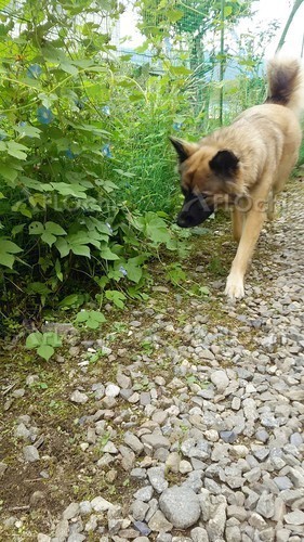 散歩犬の.jpg