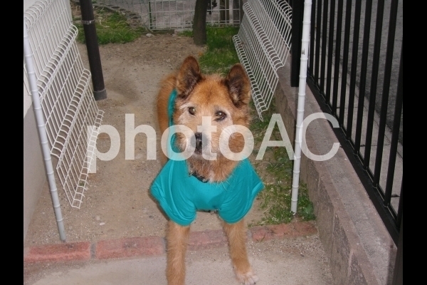 服を着た犬.jpg