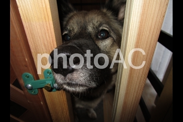 柵から顔を出す犬.jpg