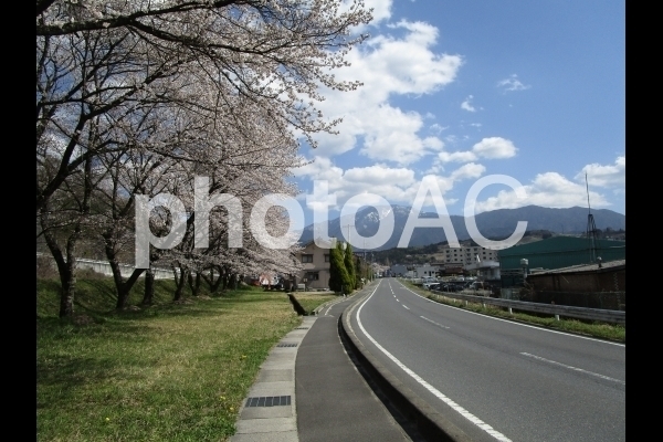 桜と山.jpg