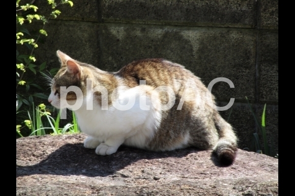 横向きの猫.jpg