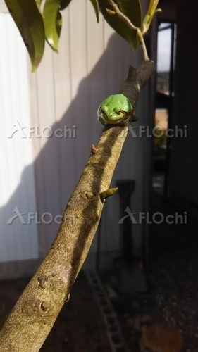 枝につかまるカエル.jpg