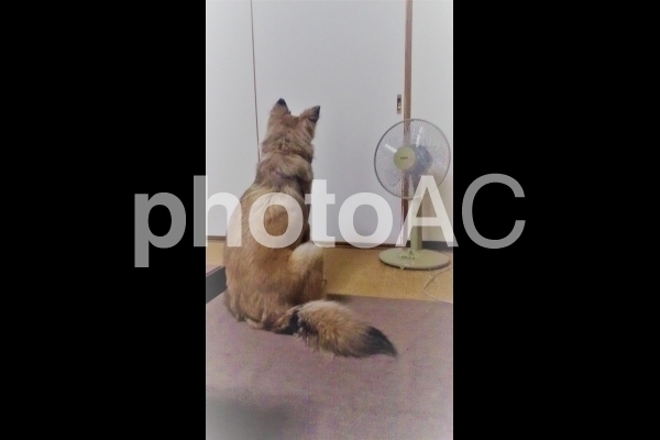 犬と扇風機.jpg