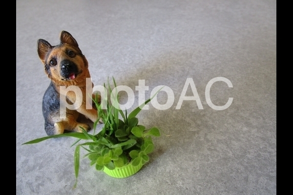 犬と草.jpg