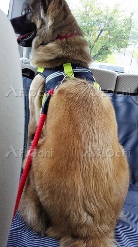 犬散歩前の.jpg