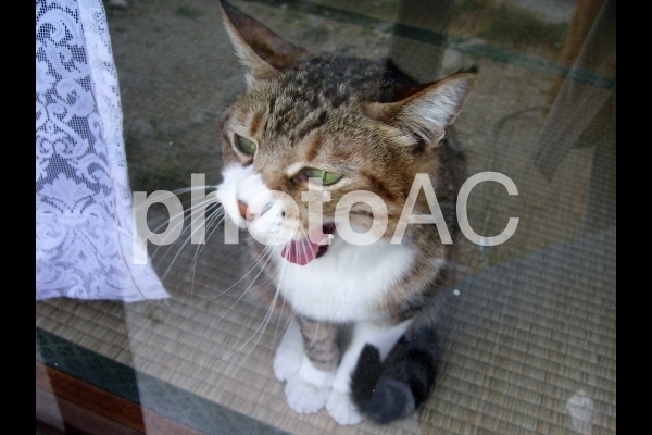 猫のあくび.jpg