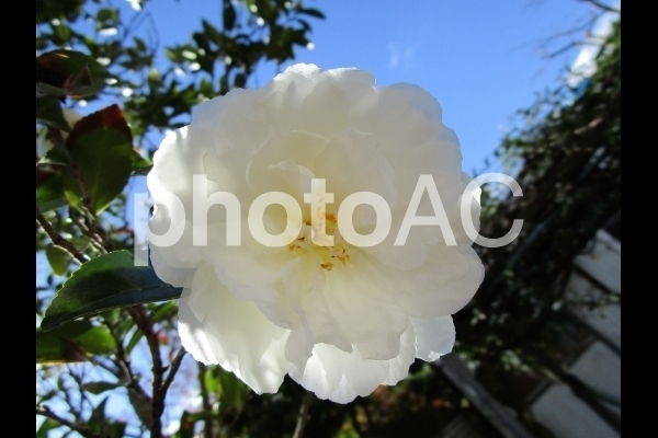 白い山茶花.jpg