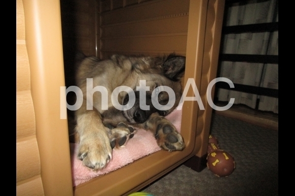 眠たい犬.jpg