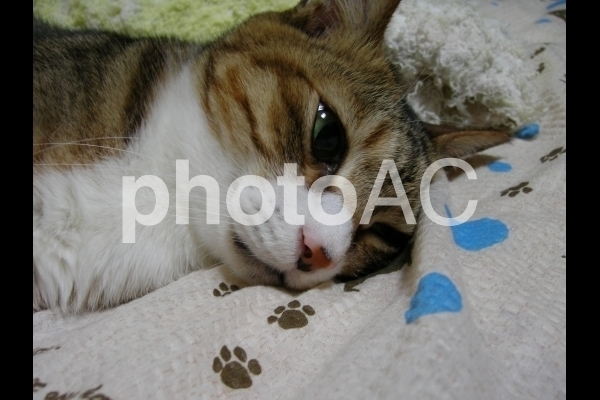 眠たい猫.jpg