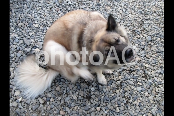 耳を掻く犬.jpg