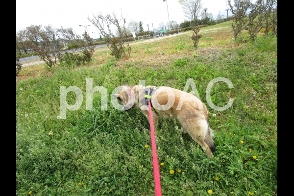 草むら犬.jpg