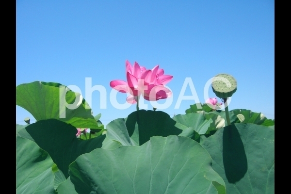 蓮の花.jpg