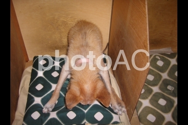 謝る犬.jpg