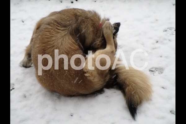 雪に座る犬.jpg