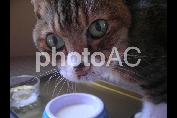 食事中の猫.jpg