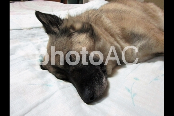 2眠たい犬.jpg
