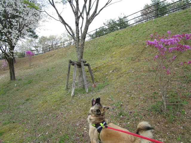写真ａｃに登録中の 上を見上げる犬 素人が撮る ストックフォトにチャレンジ